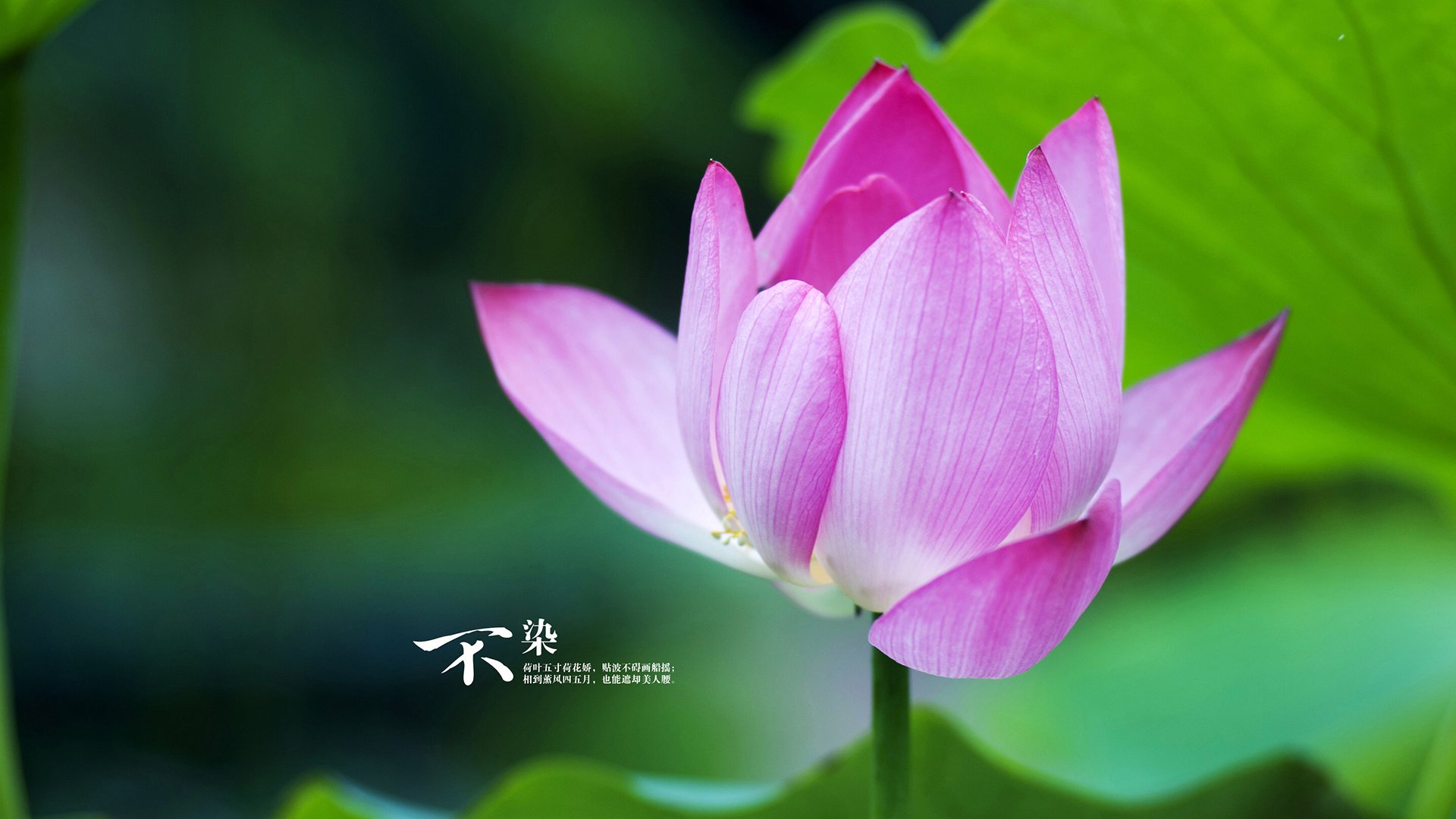 格列兹曼冠军级表现引领尼斯,强势拿下喀麦隆式坚韧对手