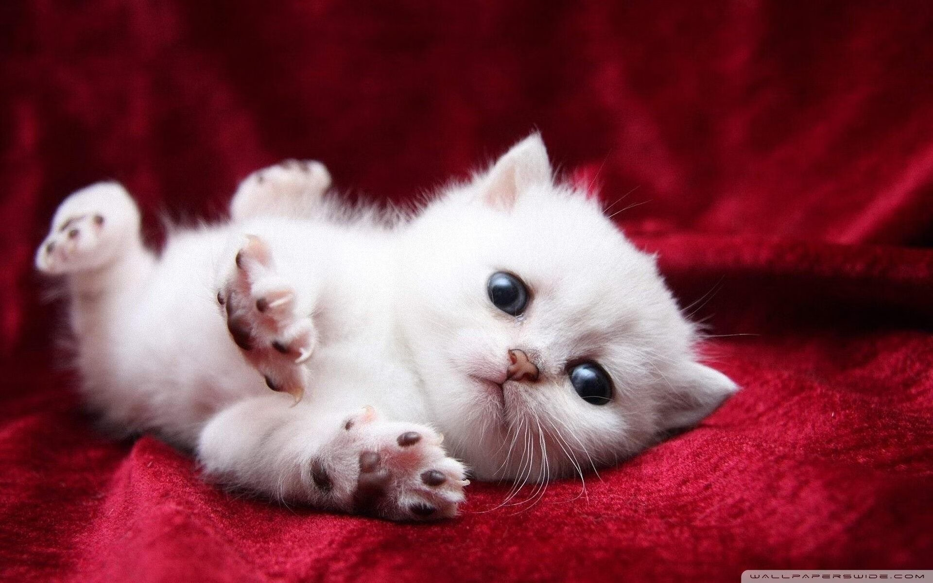 从爱琴海到亚平宁,拉亚的焦点战接管与希腊争冠的意志传承