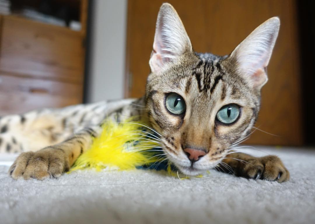 从格子军团险胜到亚洲之光闪耀,足球世界的唯一性叙事